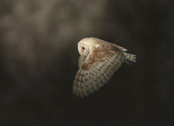 Print "Silent Flight"