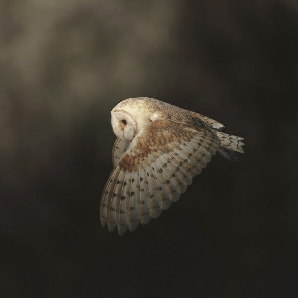 Print "Silent Flight"