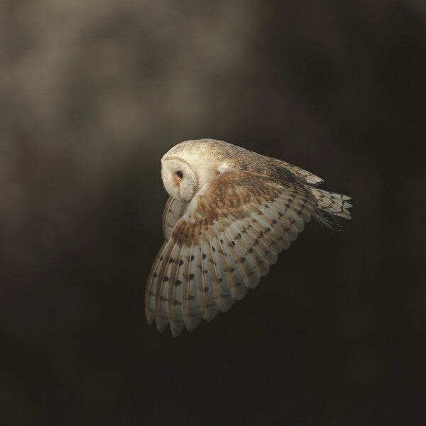 Print "Silent Flight"