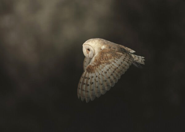 Print "Silent Flight"