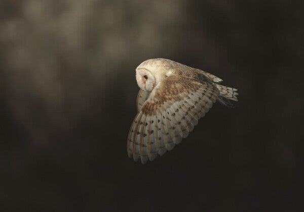 Print "Silent Flight"