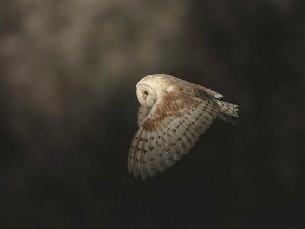 Print "Silent Flight"
