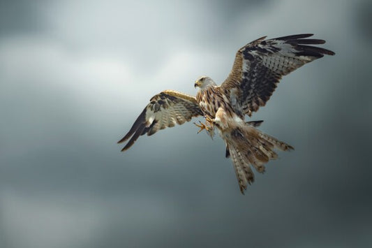 Print "Skymaster"