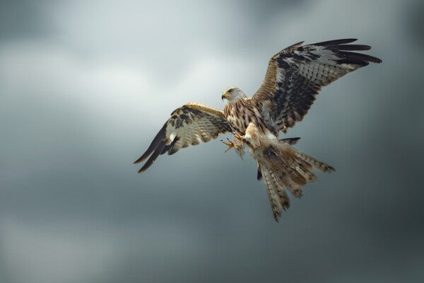 Print "Skymaster"