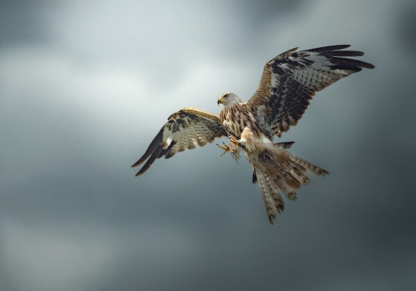 Print "Skymaster"