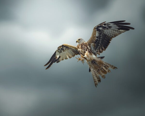 Print "Skymaster"