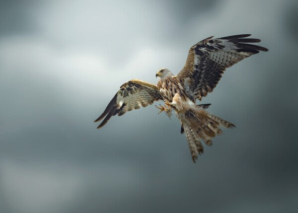 Print "Skymaster"