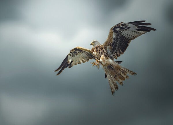 Print "Skymaster"