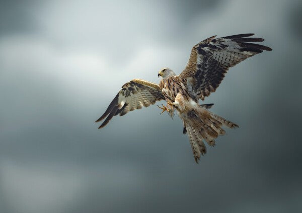 Print "Skymaster"
