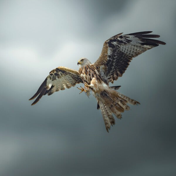 Print "Skymaster"