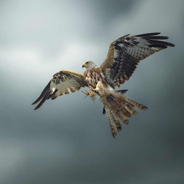 Print "Skymaster"