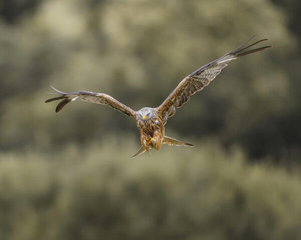 Print "Flight of the Wild"