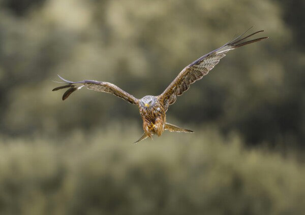 Print "Flight of the Wild"