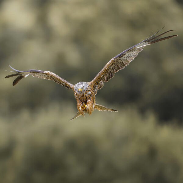 Print "Flight of the Wild"