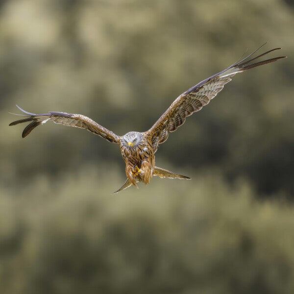 Print "Flight of the Wild"