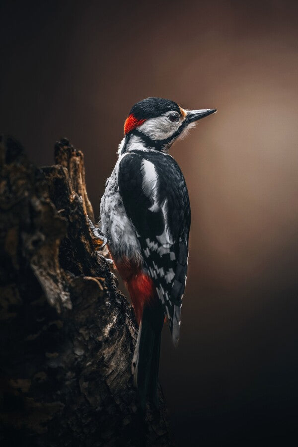 Print "Wild Elegance"