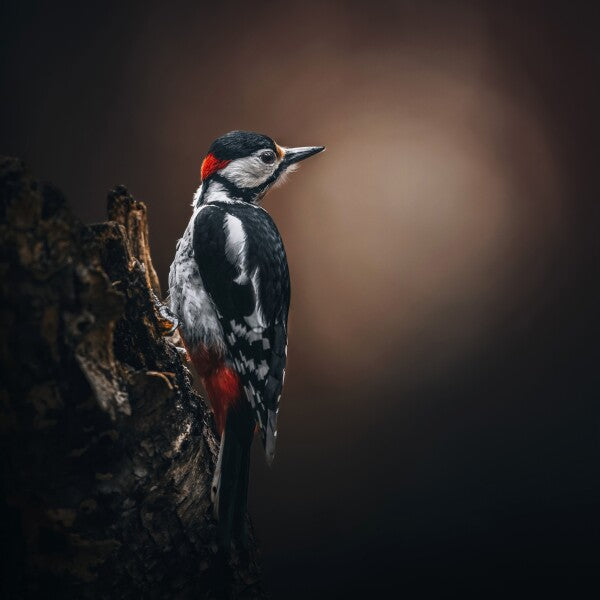 Print "Wild Elegance"
