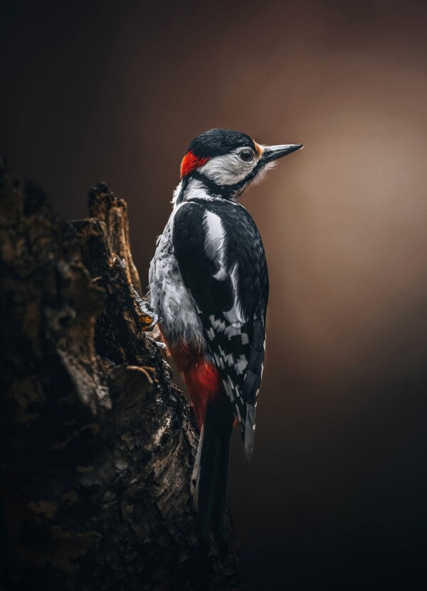 Print "Wild Elegance"