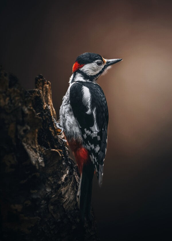 Print "Wild Elegance"