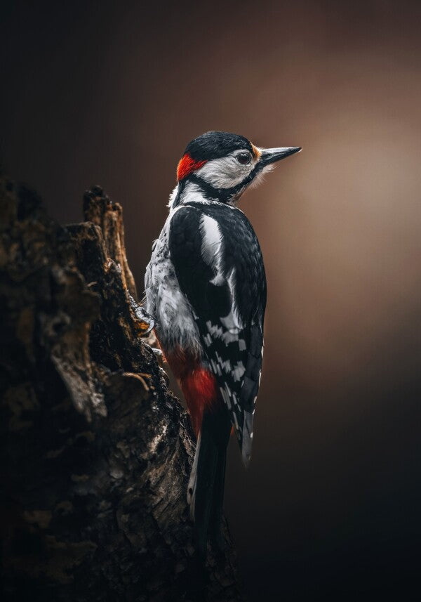 Print "Wild Elegance"