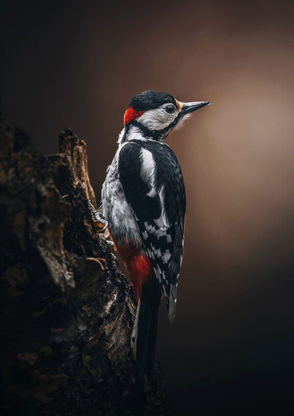 Print "Wild Elegance"