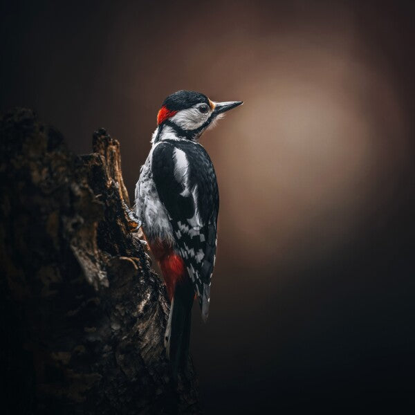Print "Wild Elegance"