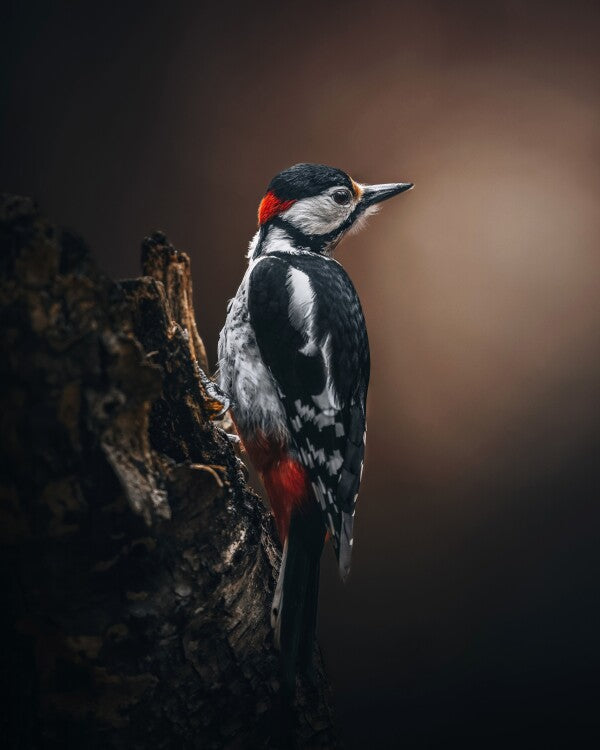 Print "Wild Elegance"