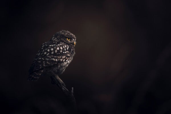 Print "Silent Watcher"