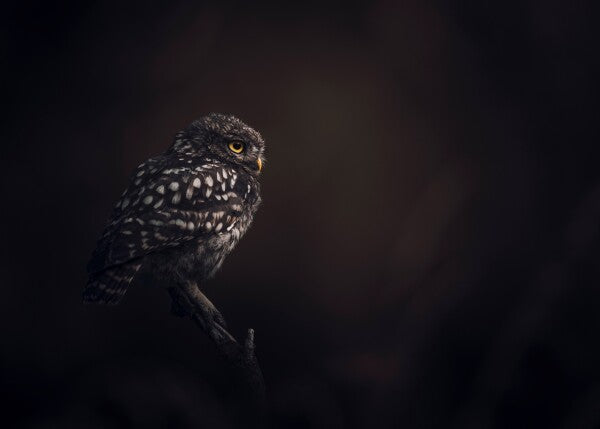 Print "Silent Watcher"