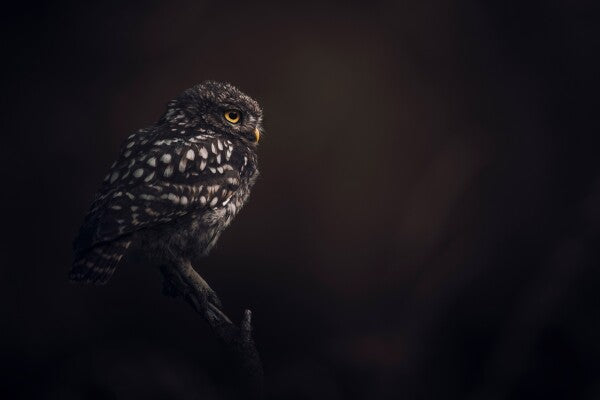 Print "Silent Watcher"