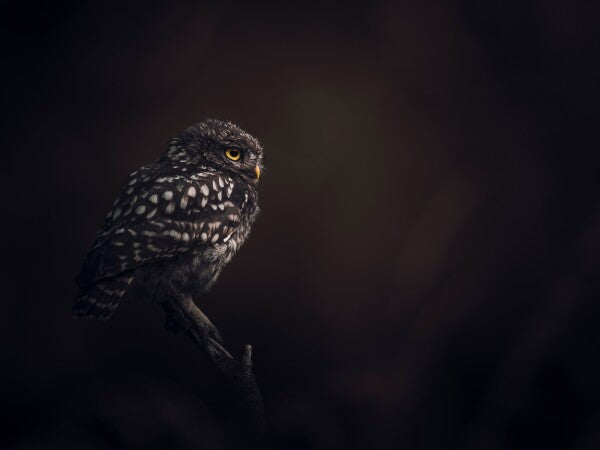 Print "Silent Watcher"