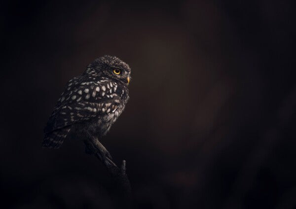 Print "Silent Watcher"