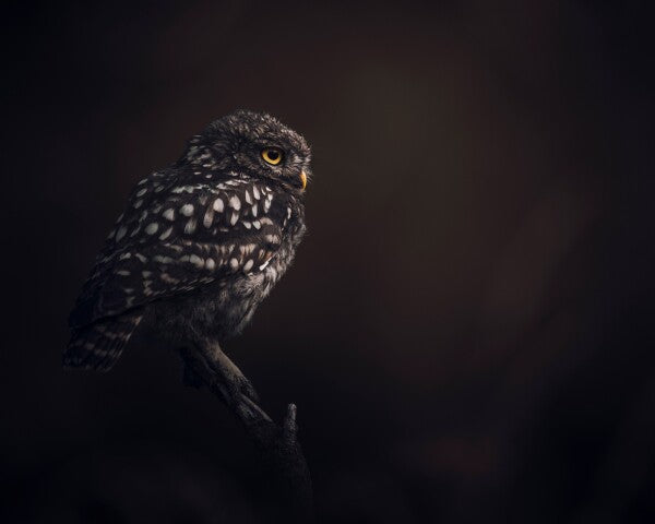 Print "Silent Watcher"