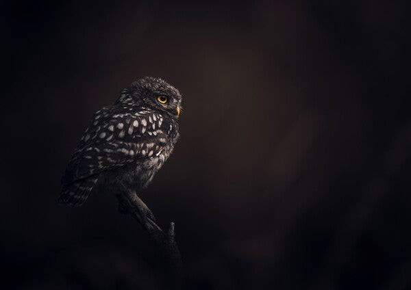 Print "Silent Watcher"