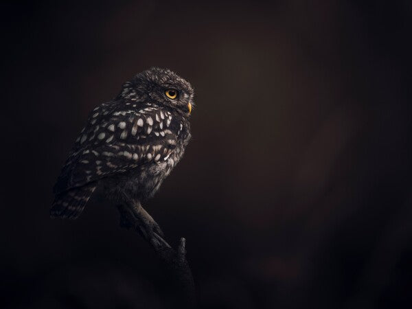 Print "Silent Watcher"
