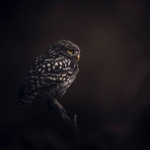 Print "Silent Watcher"