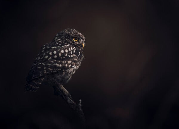 Print "Silent Watcher"