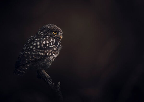 Print "Silent Watcher"
