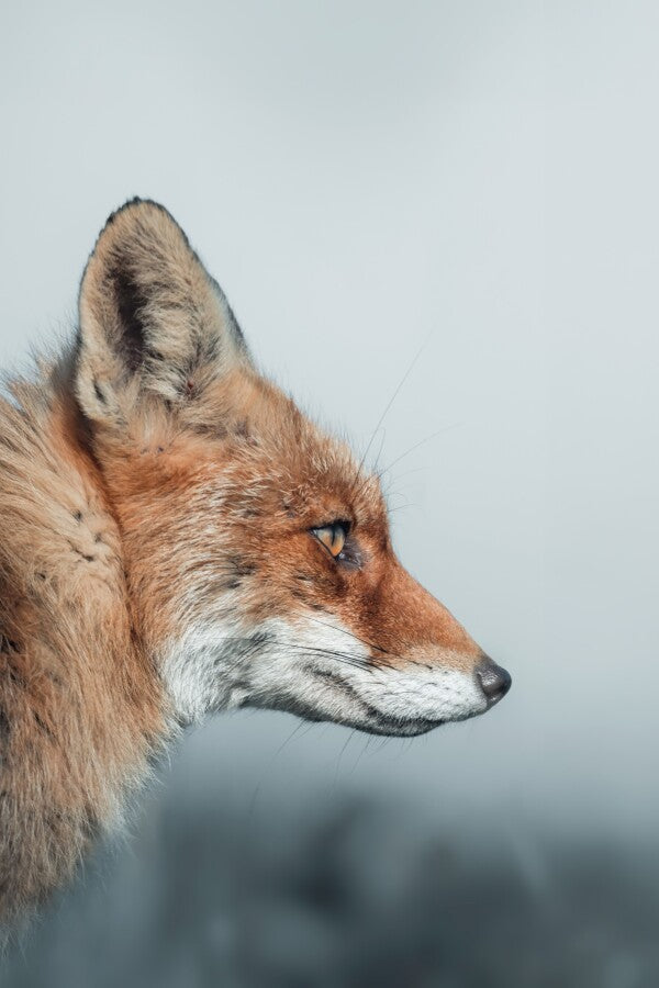 Print "Feral Grace"