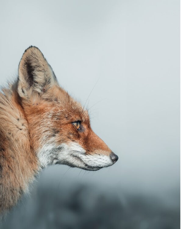 Print "Feral Grace"