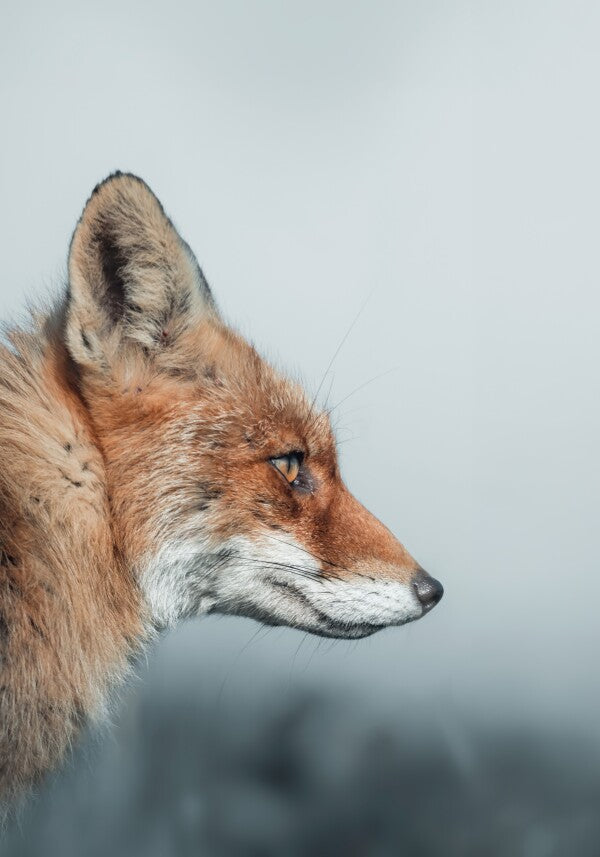 Print "Feral Grace"