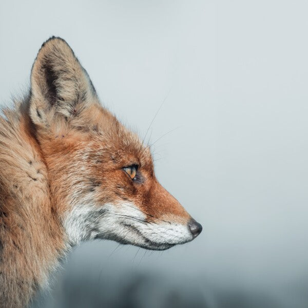 Print "Feral Grace"