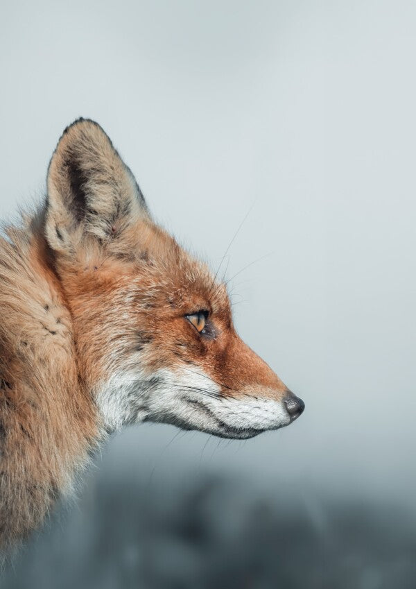 Print "Feral Grace"