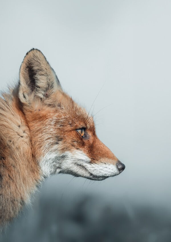 Print "Feral Grace"